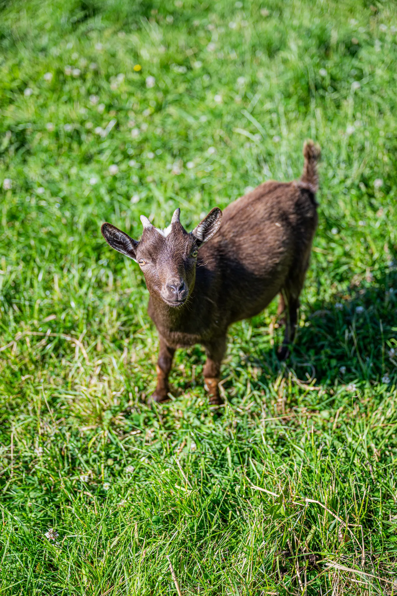 le domaine en images copie